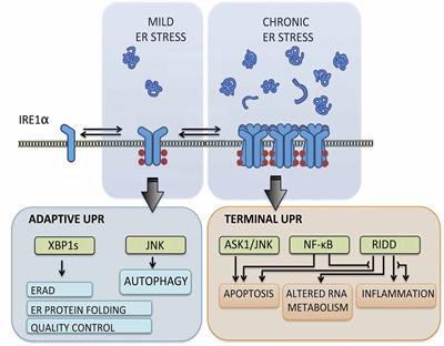 Fine-Tuning ER Stress Signal Transducers to Treat Amyotrophic Lateral Sclerosis